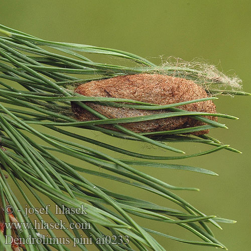 Dendrolimus pini Bourovec borový Lasiocampa Pino Hoja Muerta Tallspinnare Barczatka sosnówka Priadkovec borovicový Furuspinner Fyrrespinder Dennenspinner Fenyőpohók Шелкопряд сосновый Pine-tree Lappet Pine Moth Mäntykehrääjä Bombyx Pin Kiefernspinner