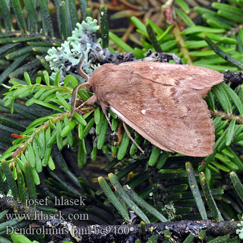 Fyrrespinder Dennenspinner Fenyőpohók Шелкопряд сосновый Dendrolimus pini Pine-tree Lappet Pine Moth Mäntykehrääjä Bombyx Pin Kiefernspinner Bourovec borový Lasiocampa Pino Hoja Muerta Tallspinnare Barczatka sosnówka Priadkovec borovicový Furuspinner