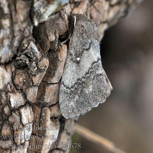 Dendrolimus pini Pine-tree Lappet Pine Moth Mäntykehrääjä Bombyx Pin Kiefernspinner Bourovec borový Lasiocampa Pino Hoja Muerta Tallspinnare Barczatka sosnówka Priadkovec borovicový Furuspinner Fyrrespinder Dennenspinner Fenyőpohók Шелкопряд сосновый