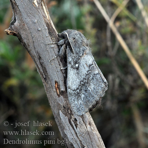 Tallspinnare Barczatka sosnówka Priadkovec borovicový Furuspinner Fyrrespinder Dennenspinner Fenyőpohók Шелкопряд сосновый Dendrolimus pini Pine-tree Lappet Pine Moth Mäntykehrääjä Bombyx Pin Kiefernspinner Bourovec borový Lasiocampa Pino Hoja Muerta