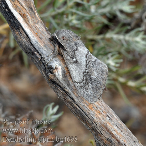 Dennenspinner Fenyőpohók Шелкопряд сосновый Dendrolimus pini Pine-tree Lappet Pine Moth Mäntykehrääjä Bombyx Pin Kiefernspinner Bourovec borový Lasiocampa Pino Hoja Muerta Tallspinnare Barczatka sosnówka Priadkovec borovicový Furuspinner Fyrrespinder