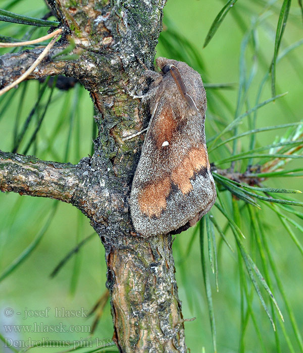 Шелкопряд сосновый Dendrolimus pini Pine-tree Lappet Pine Moth Mäntykehrääjä Bombyx Pin Kiefernspinner Bourovec borový Lasiocampa Pino Hoja Muerta Tallspinnare Barczatka sosnówka Priadkovec borovicový Furuspinner Fyrrespinder Dennenspinner Fenyőpohók