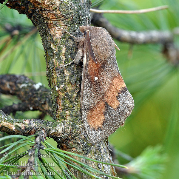 Dendrolimus pini Шелкопряд сосновый Pine-tree Lappet Pine Moth Mäntykehrääjä Bombyx Pin Kiefernspinner Bourovec borový Lasiocampa Pino Hoja Muerta Tallspinnare Barczatka sosnówka Priadkovec borovicový Furuspinner Fyrrespinder Dennenspinner Fenyőpohók