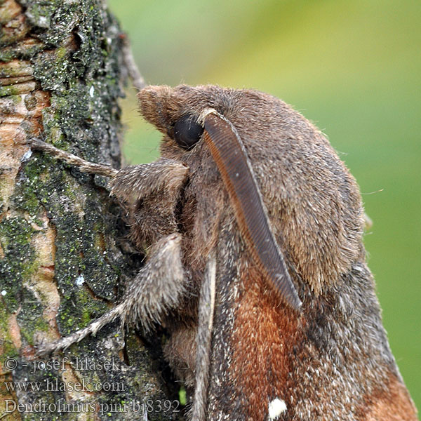 Pine-tree Lappet Pine Moth Mäntykehrääjä Bombyx Pin Kiefernspinner Bourovec borový Lasiocampa Pino Hoja Muerta Tallspinnare Barczatka sosnówka Priadkovec borovicový Furuspinner Fyrrespinder Dennenspinner Fenyőpohók Dendrolimus pini Шелкопряд сосновый