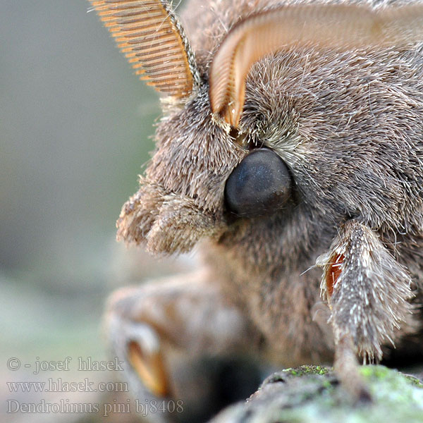 Bombyx Pin Kiefernspinner Bourovec borový Lasiocampa Pino Hoja Muerta Tallspinnare Barczatka sosnówka Priadkovec borovicový Furuspinner Fyrrespinder Dennenspinner Fenyőpohók Dendrolimus pini Шелкопряд сосновый Pine-tree Lappet Pine Moth Mäntykehrääjä