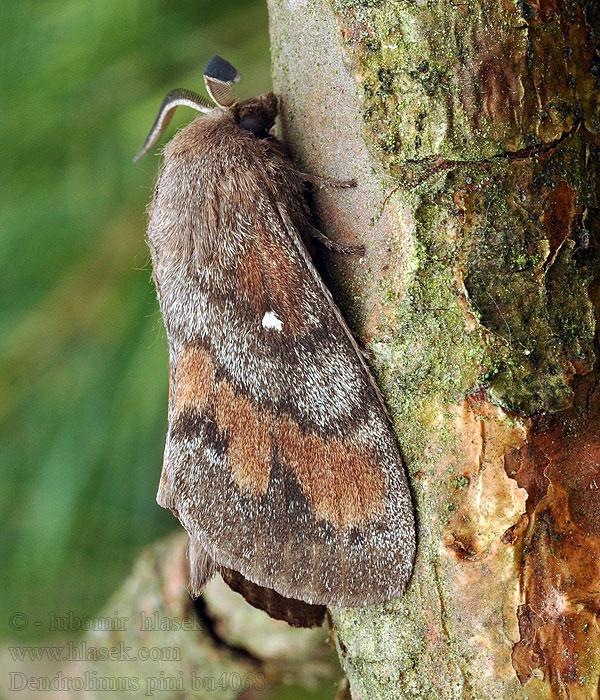 Pine-tree Lappet Dendrolimus pini