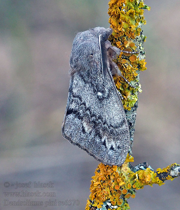 Dendrolimus pini