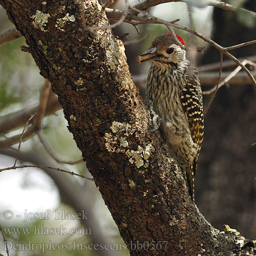 Dendropicos fuscescens Cardinal Woodpecker Datel kardinálský Kardinalspecht Pic cardinal Pito Cardenal Ruso-otsatikkanen Picchio cardinale アフリカコゲラ Kardinaalspecht Dzieciol jasnolicy Pica pau cardeal Kardinaalspeg Kigong'ota Mgongo-miraba Kôkômere iNqondaqonda Isinqolamthi Hohodza