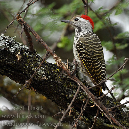 Dendropicos fuscescens bb0583