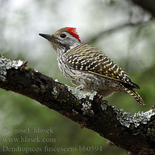 Dendropicos fuscescens bb0594