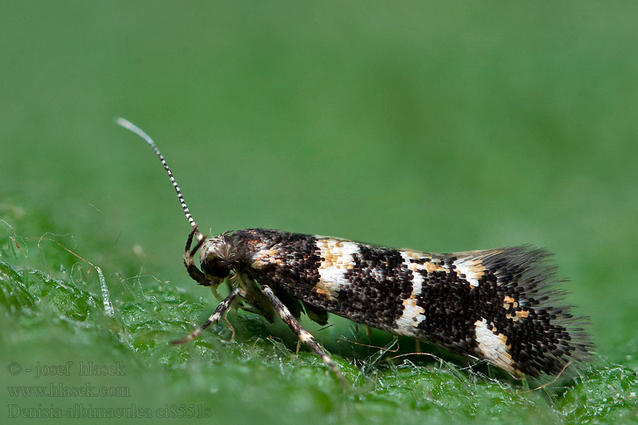 Denisia albimaculea Wit stamgastje Vitfläckig praktmal