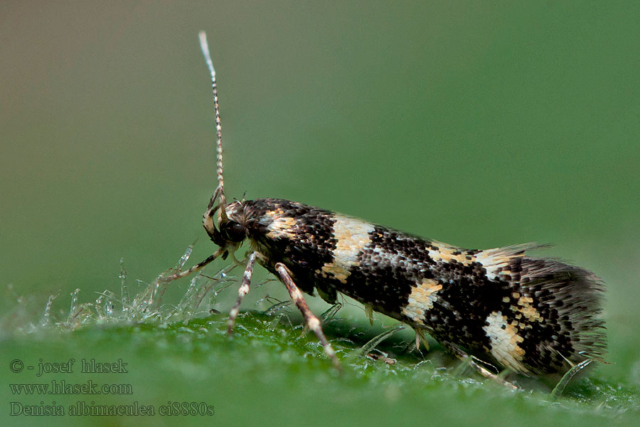 Denisia albimaculea Wit stamgastje