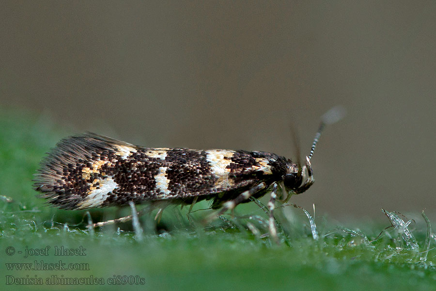 Denisia albimaculea Vitfläckig praktmal