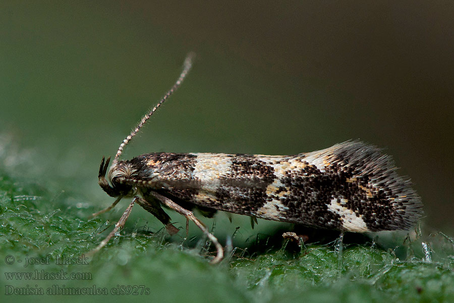 Denisia albimaculea