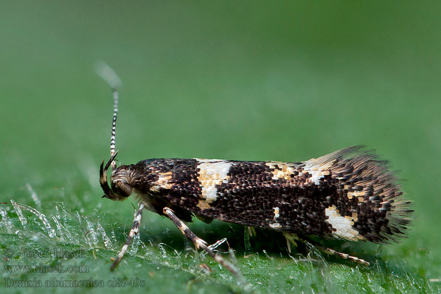 Wit stamgastje Vitfläckig praktmal Denisia albimaculea