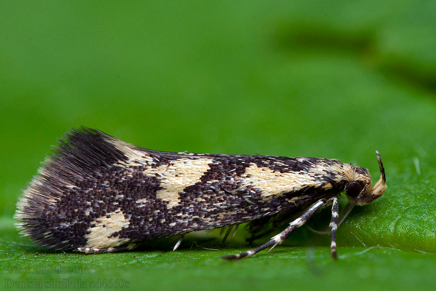 Denisia similella Schiffermuelleria