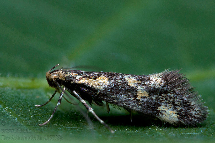 Zdobka borinná Denisia similella