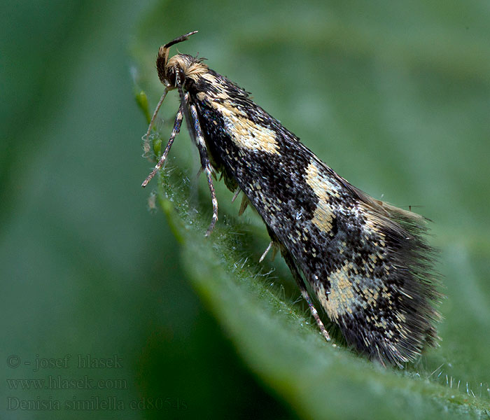 Citroenstamgastje Denisia similella