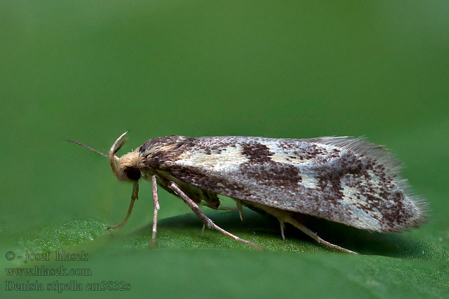 Vaal stamgastje Denisia stipella