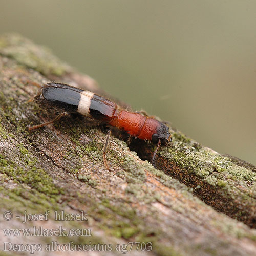 Denops albofasciatus ag7703