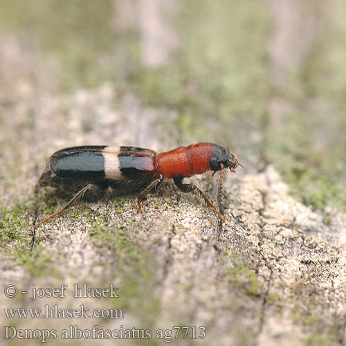 Denops albofasciatus ag7713