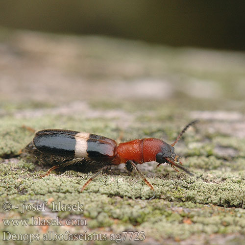 Denops albofasciatus ag7723