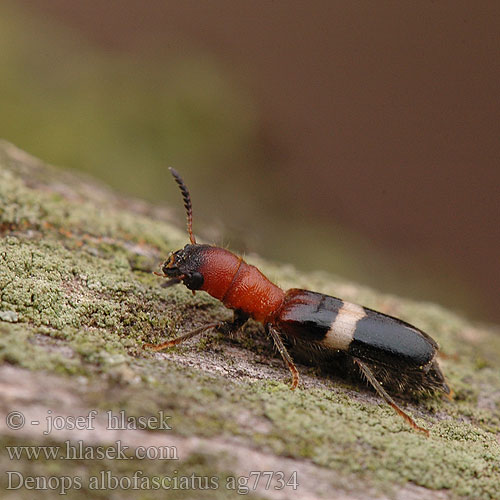 Denops albofasciatus ag7734