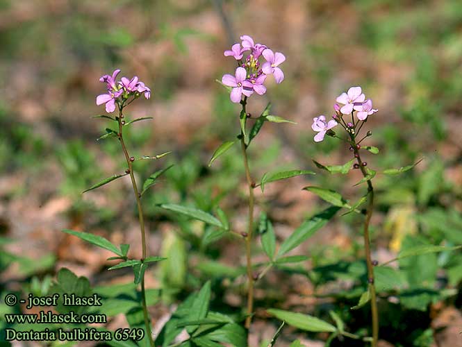 Dentaria bulbifera Coral root Tandrod hammasjuurta Bolletjeskers