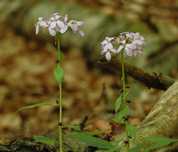 Dentaria bulbifera żywiec cebulkowy Zubačka cibuľkonosná