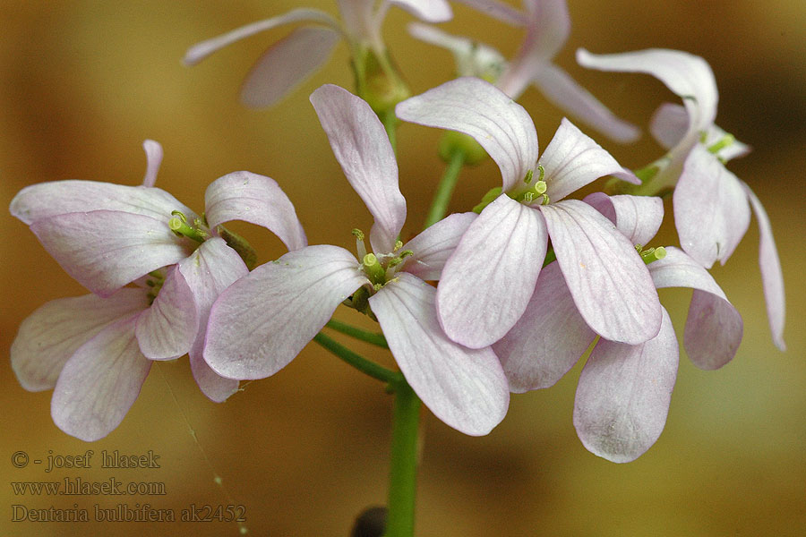 Dentaria bulbifera Kyčelnice cibulkonosná Tandrot