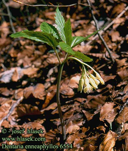 Dentaria enneaphyllos Cardamine Drooping Bittercress