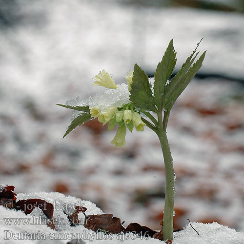 Drooping Bittercress Dentaire neuf folioles Negenbladig tandkruid