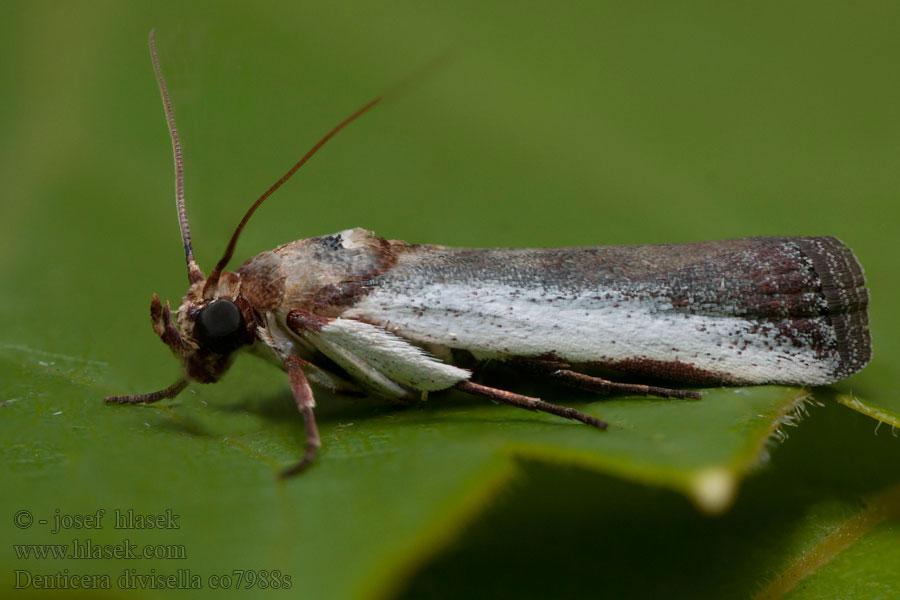 Denticera divisella