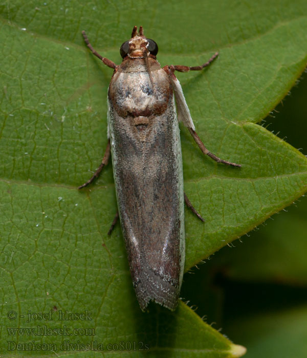 Denticera divisella