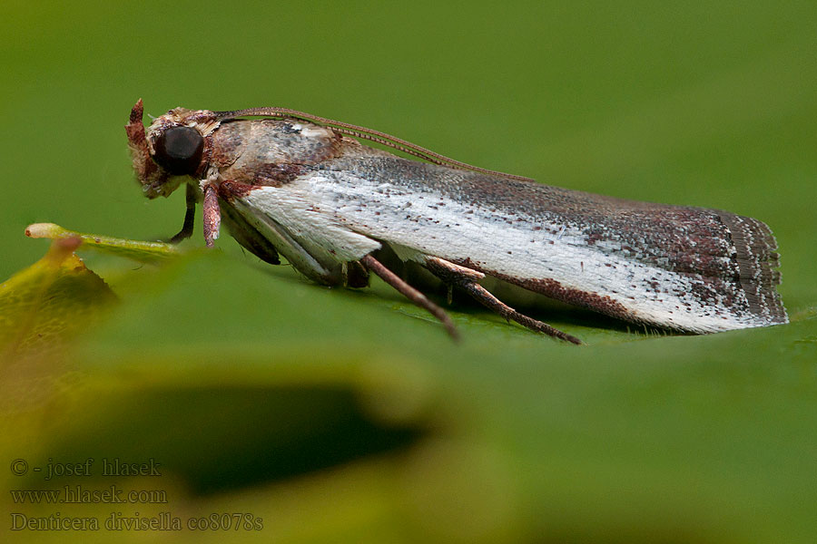 Denticera divisella