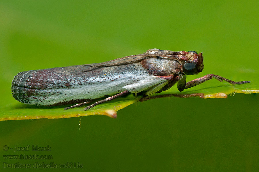 Denticera divisella