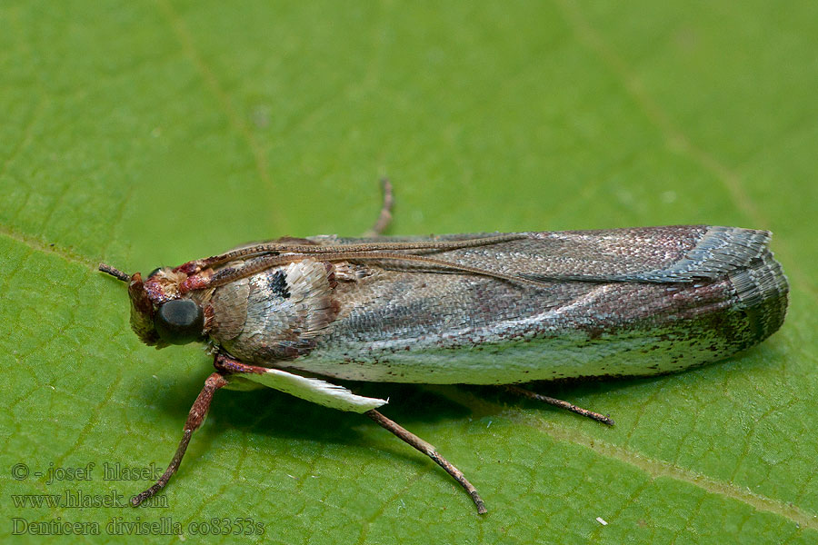 Denticera divisella