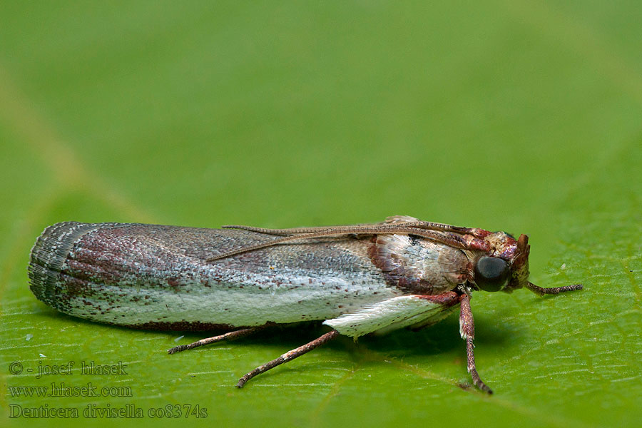 Denticera divisella