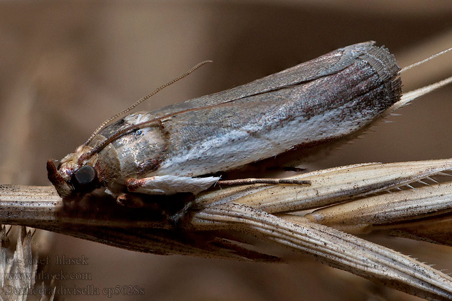 Denticera divisella