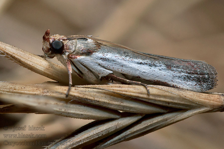 Denticera divisella