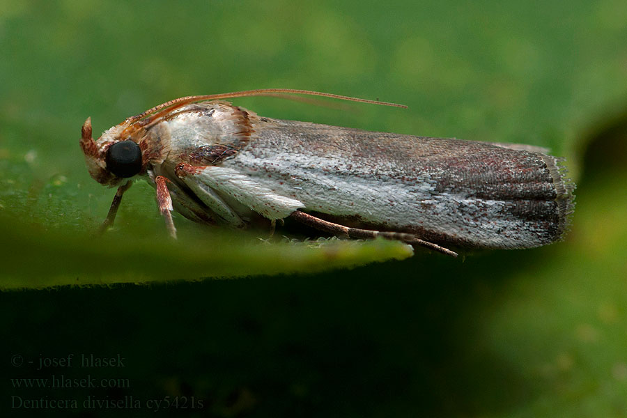 Denticera divisella