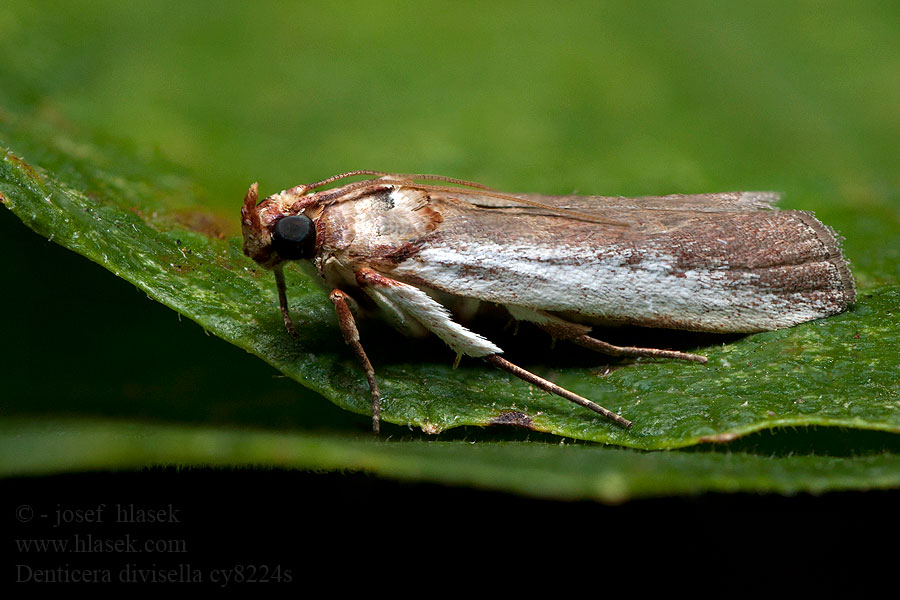 Denticera divisella