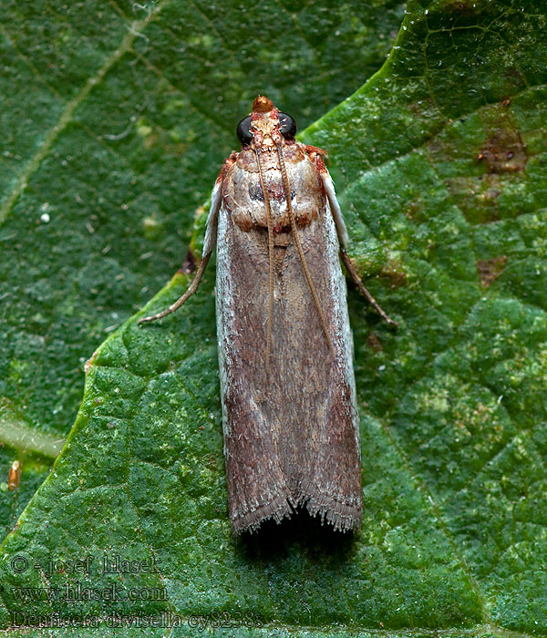 Denticera divisella