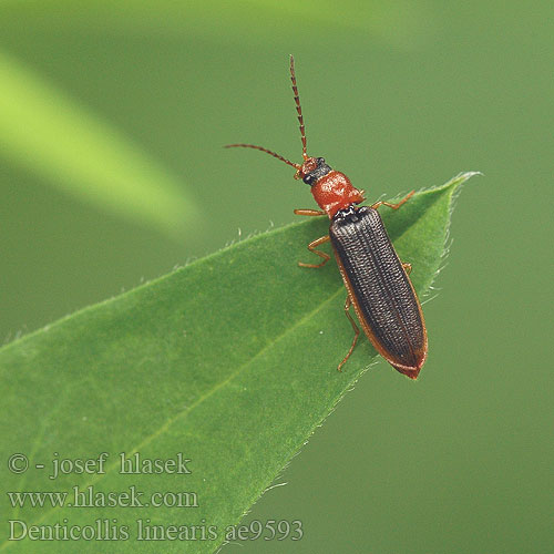 Denticollis linearis ae9593