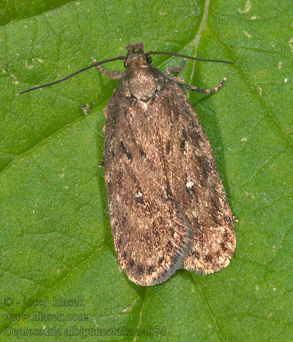 Depressaria albipunctella White-spot Flat-body Ploskáč bielobodý