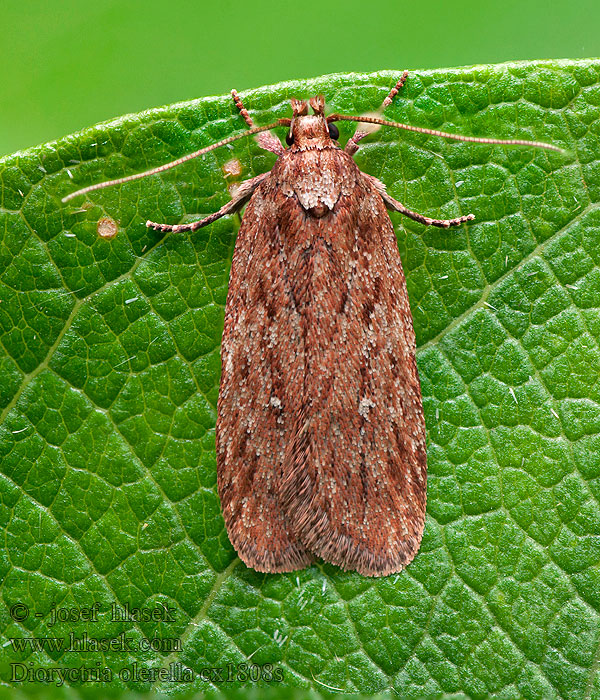 Depressaria olerella Ljuspunkterad röllekplattmal