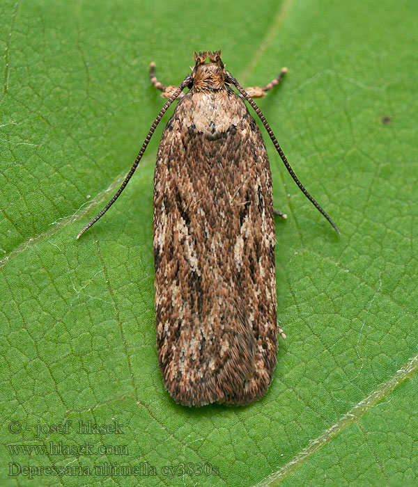 Depressaria ultimella Torkruidplatlijfje