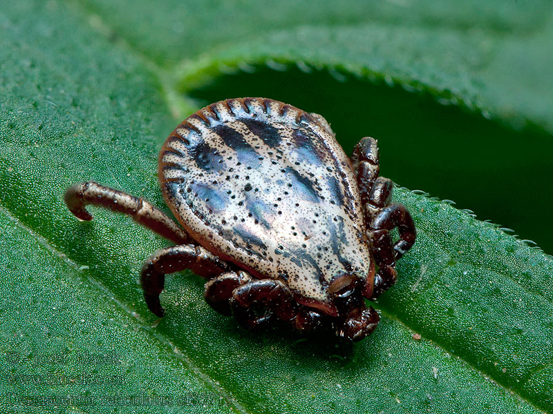 Dermacentor reticulatus Auwaldzecke Kleszcz łąkowy