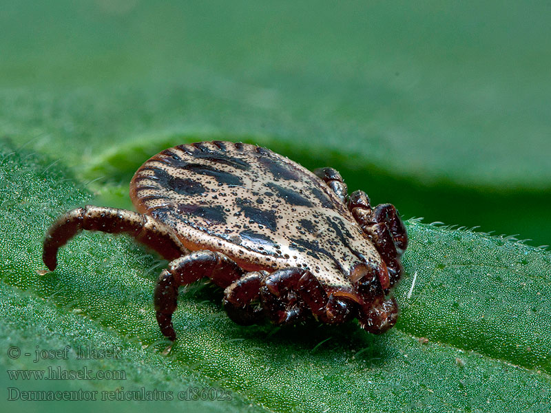 Dermacentor reticulatus Луговой клещ Ornate cow tick marsh dog