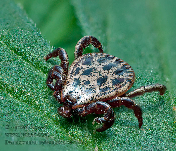 Dermacentor reticulatus Piják lužní